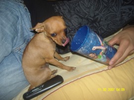 chitito